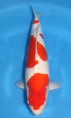 Koi