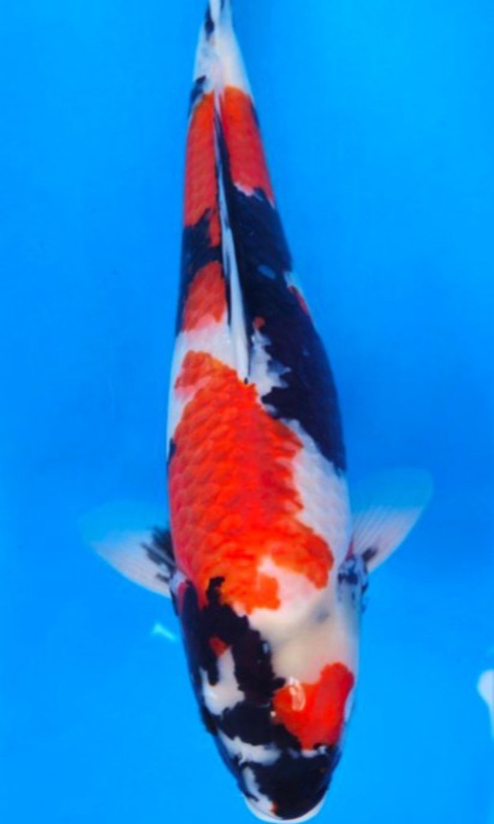 Koi picture