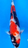 Koi