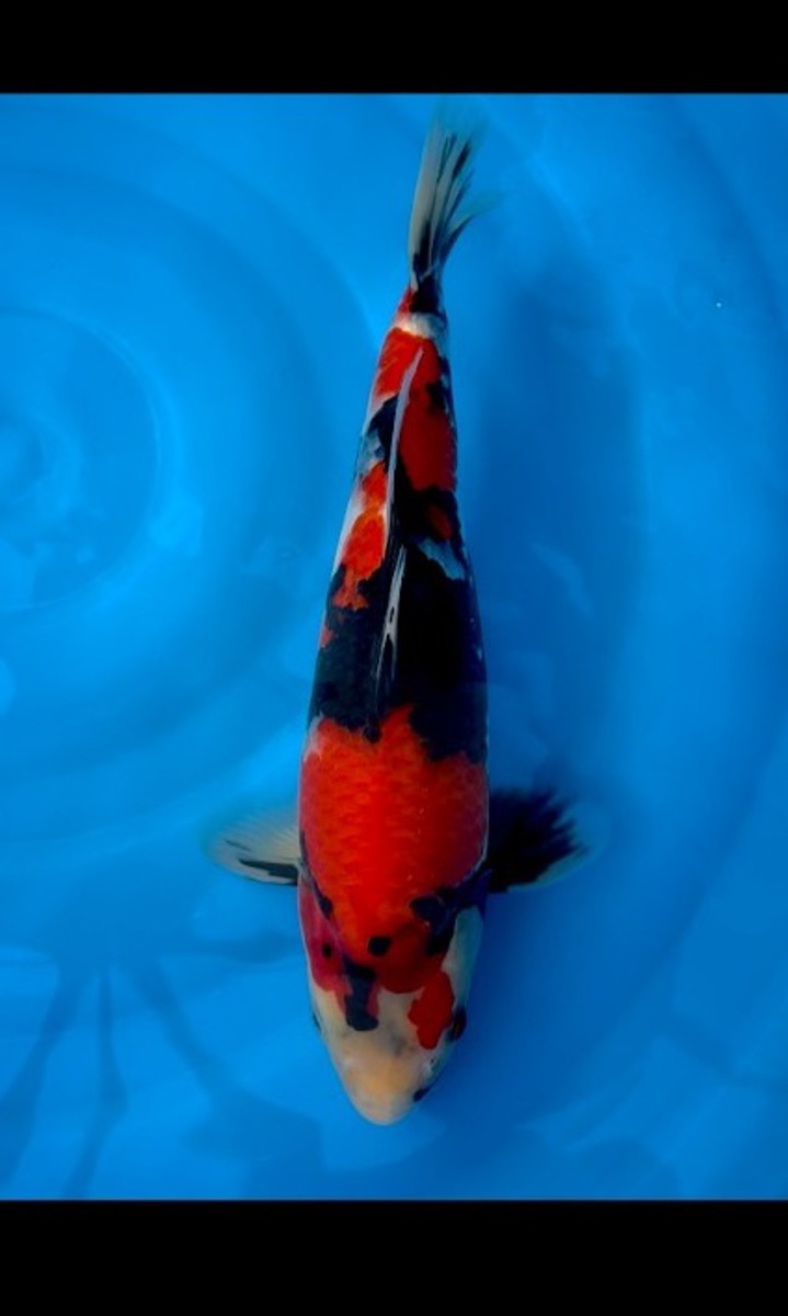 Koi picture