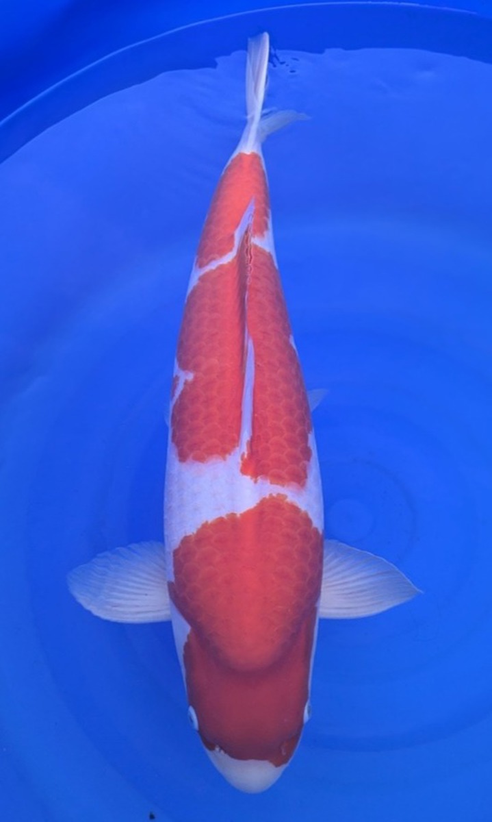 Koi picture