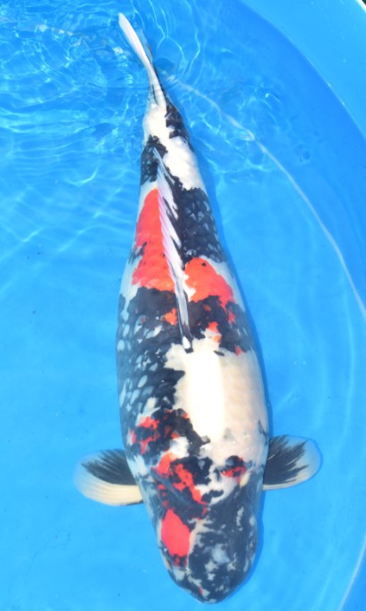 Koi picture