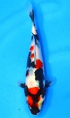 Koi