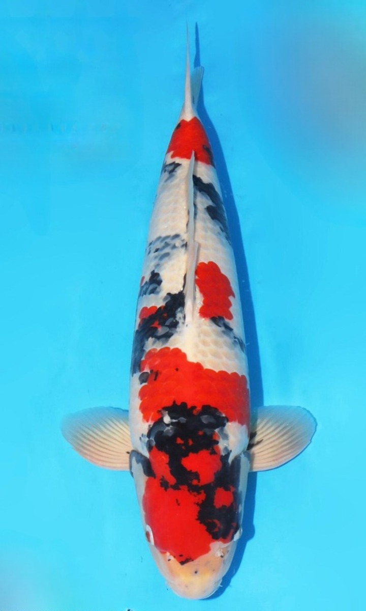 Koi picture