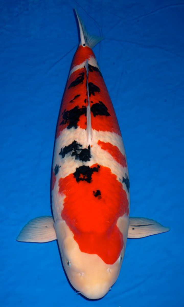 Koi picture