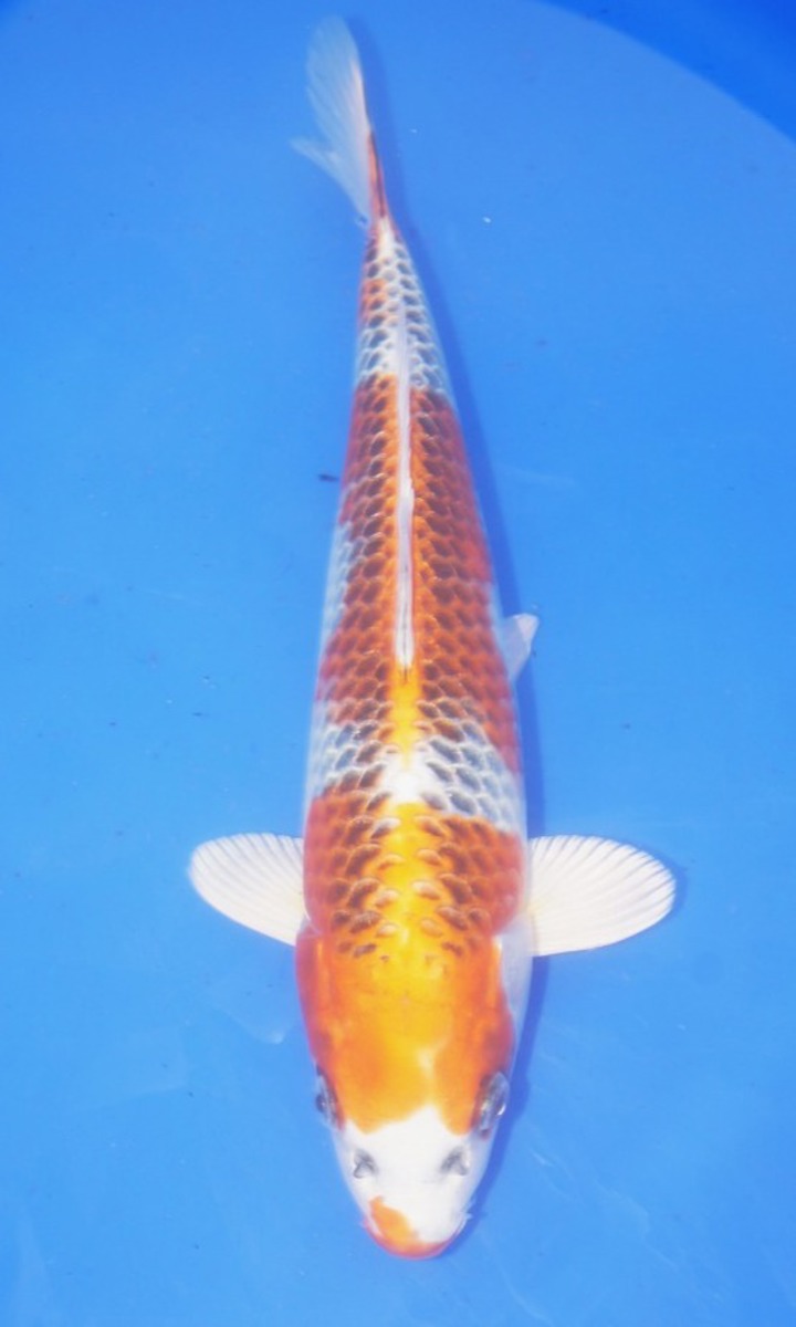 Koi picture