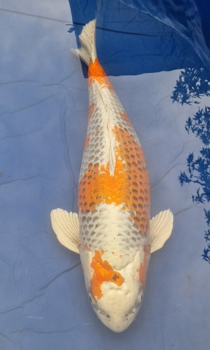 Koi picture