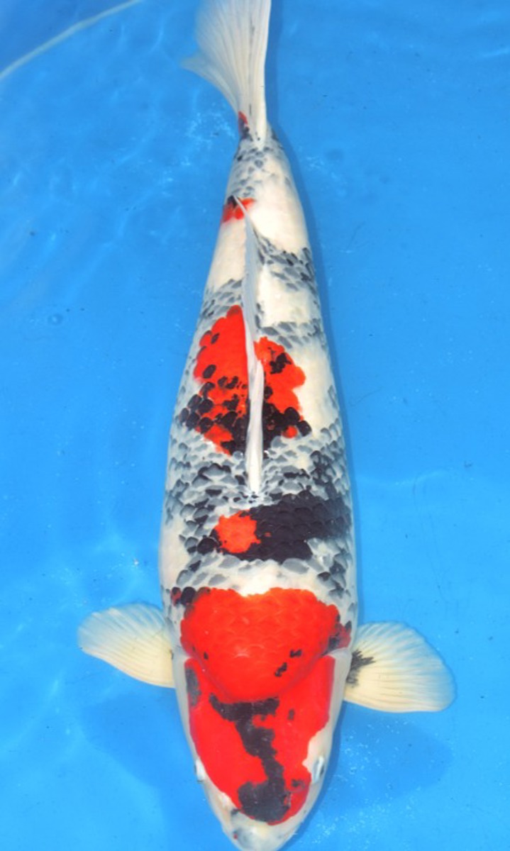 Koi picture