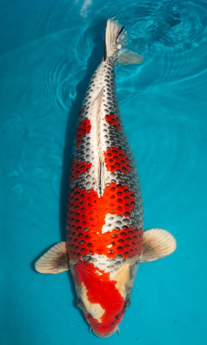 Koi picture