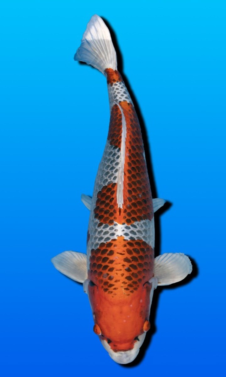 Koi picture