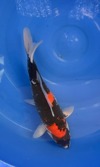 Koi