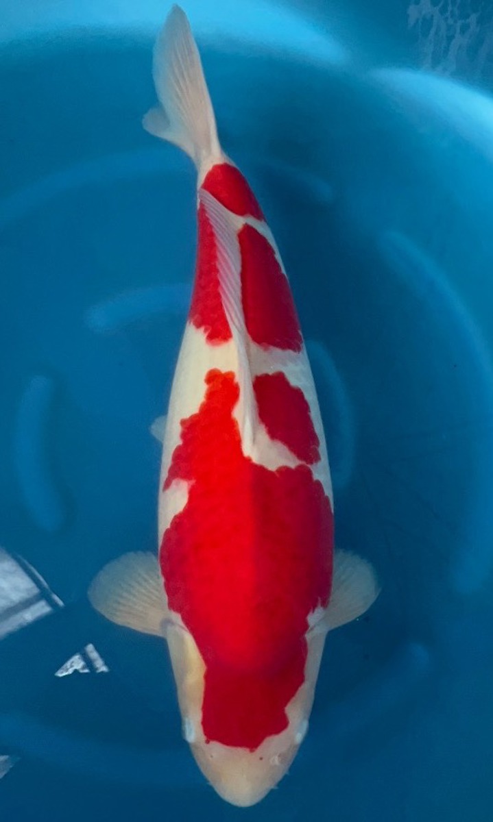 Koi picture