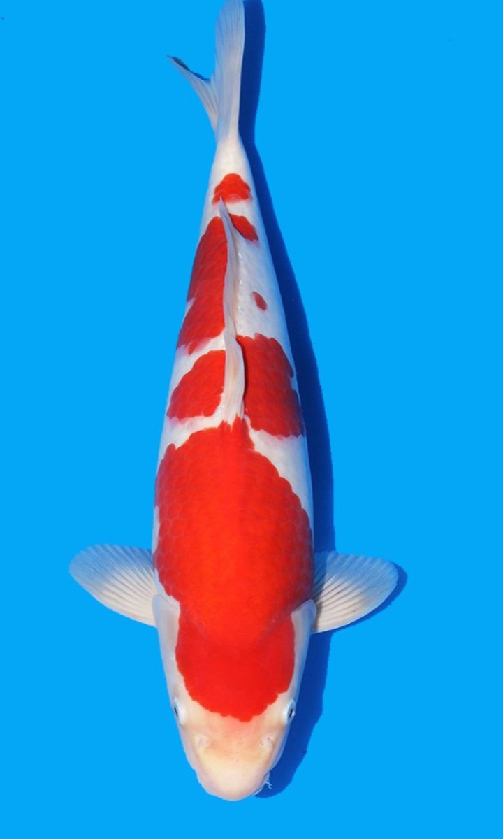 Koi picture