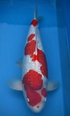 Koi