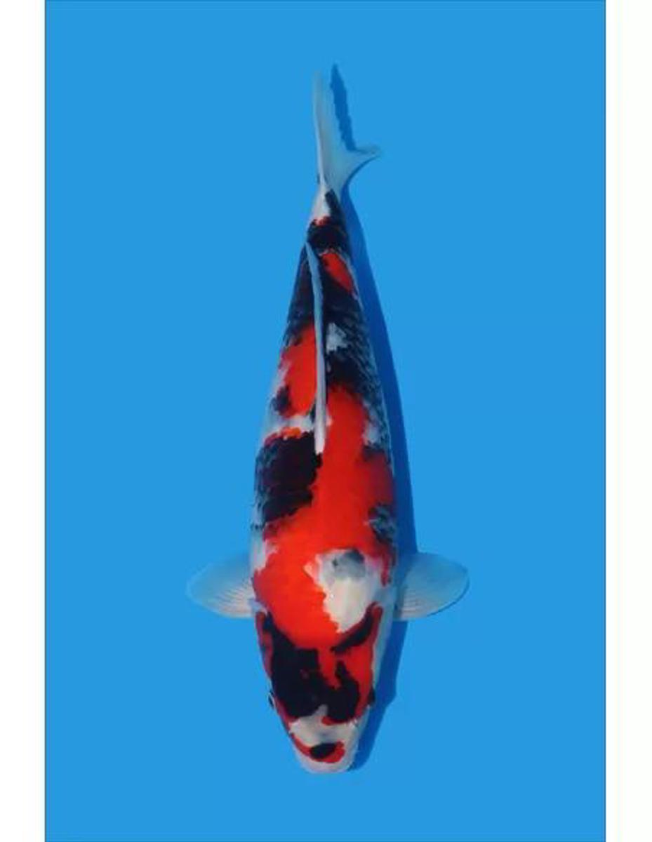 Koi picture