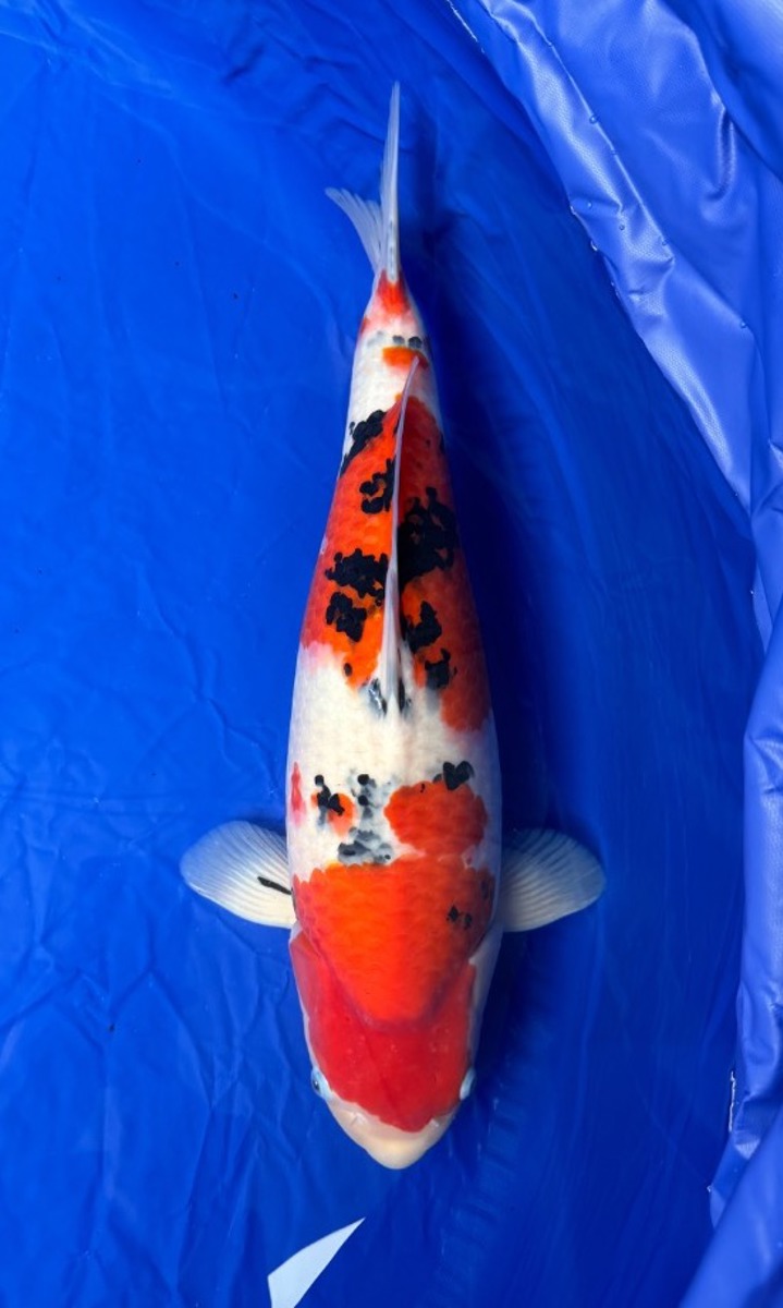 Koi picture