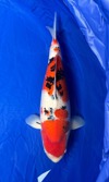 Koi