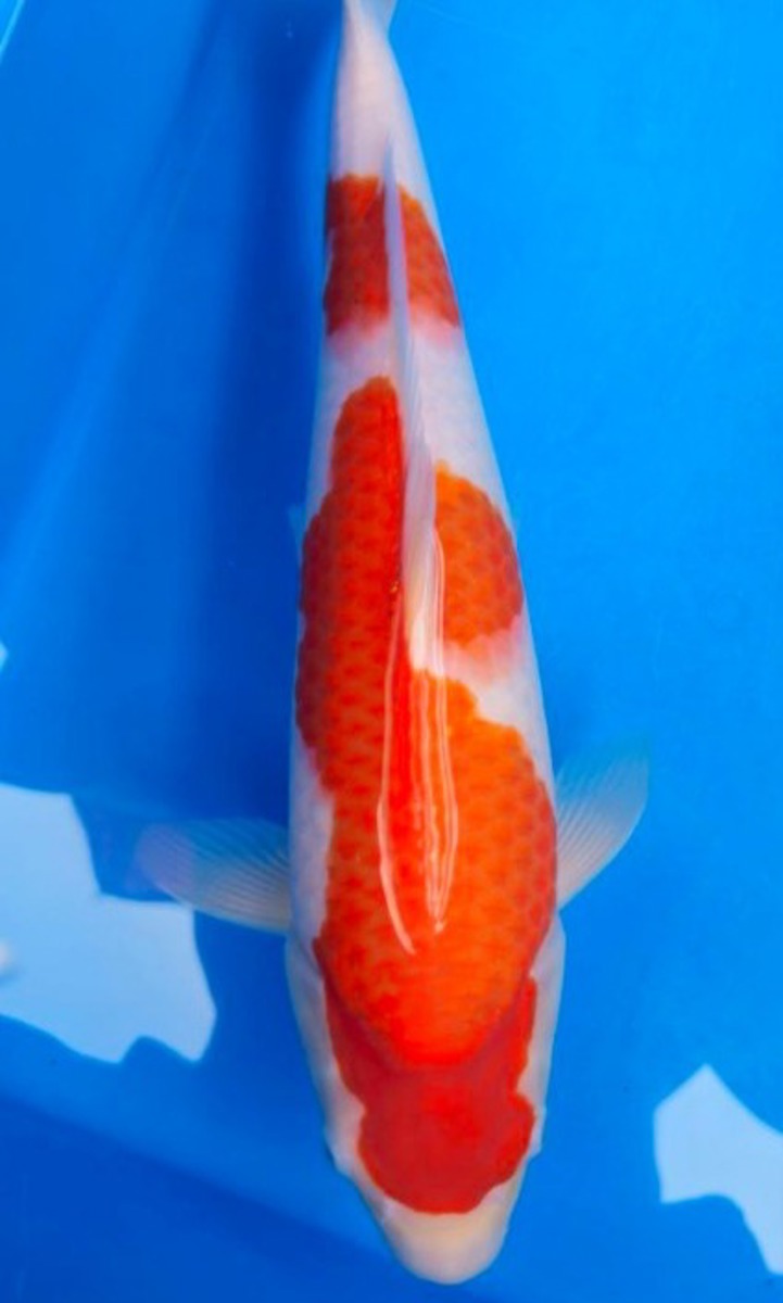 Koi picture