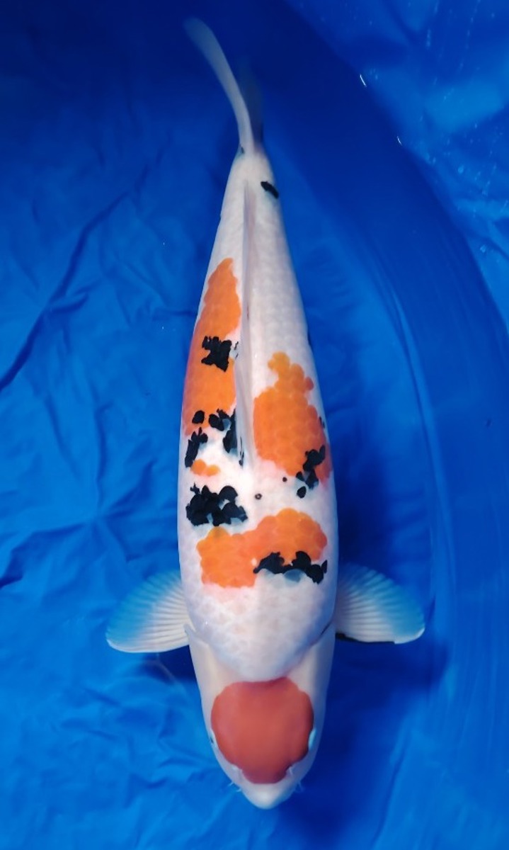 Koi picture