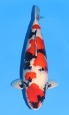 Koi