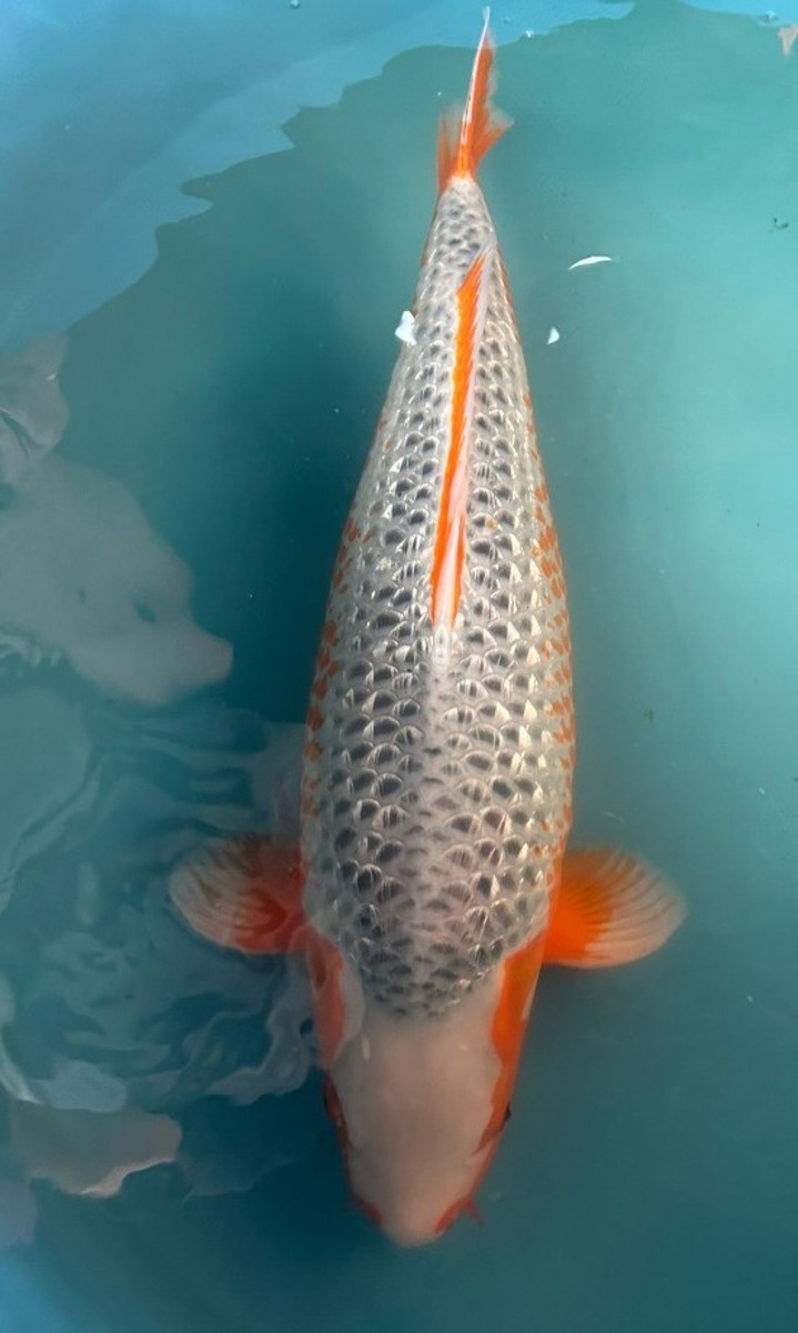 Koi picture