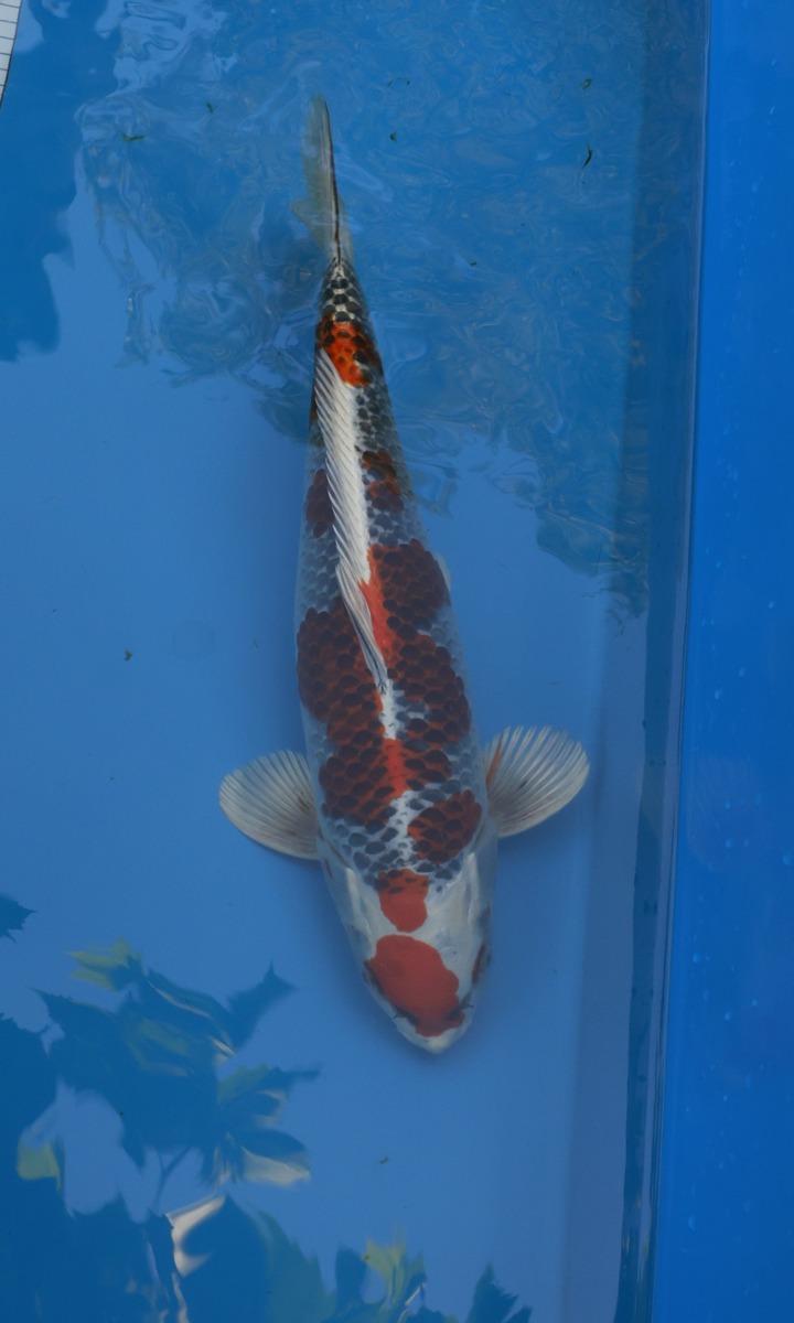 Koi picture