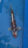 Koi