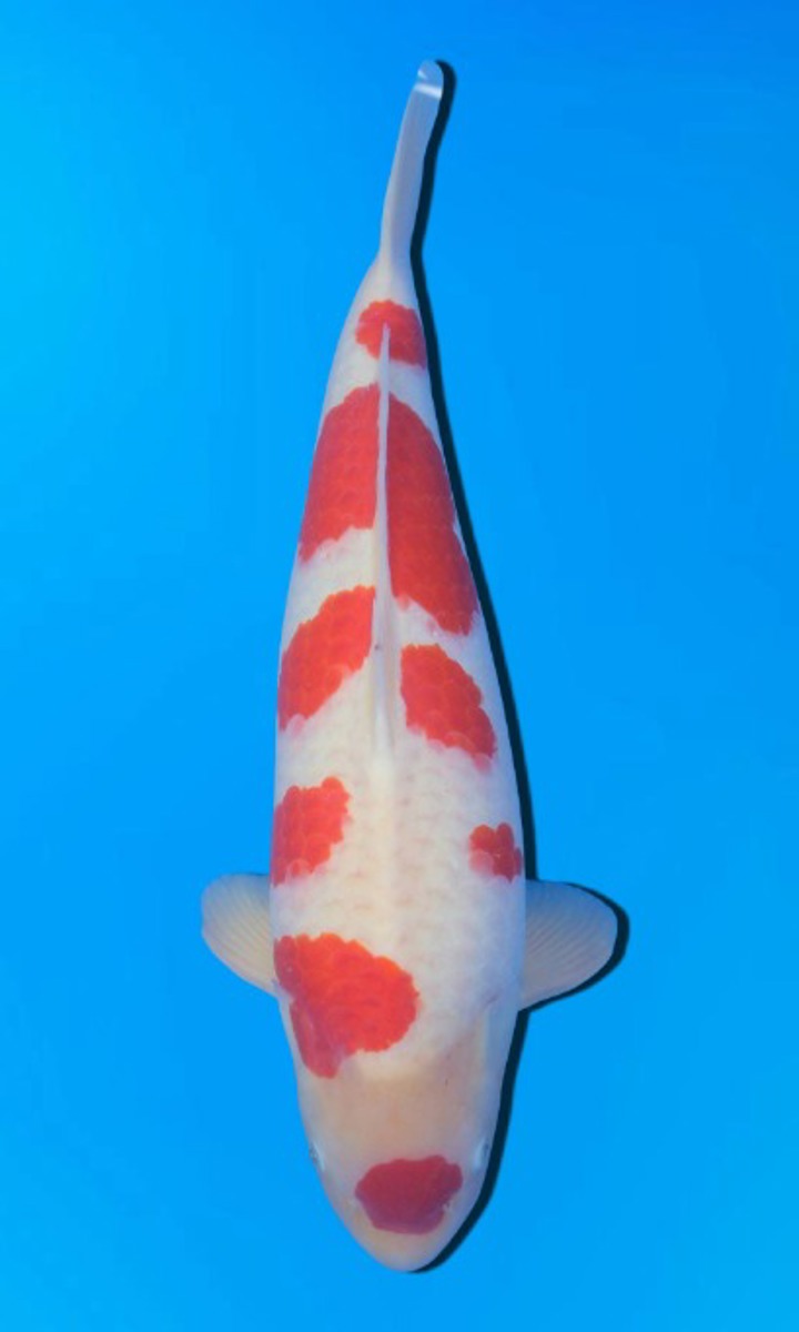 Koi picture