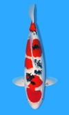 Koi