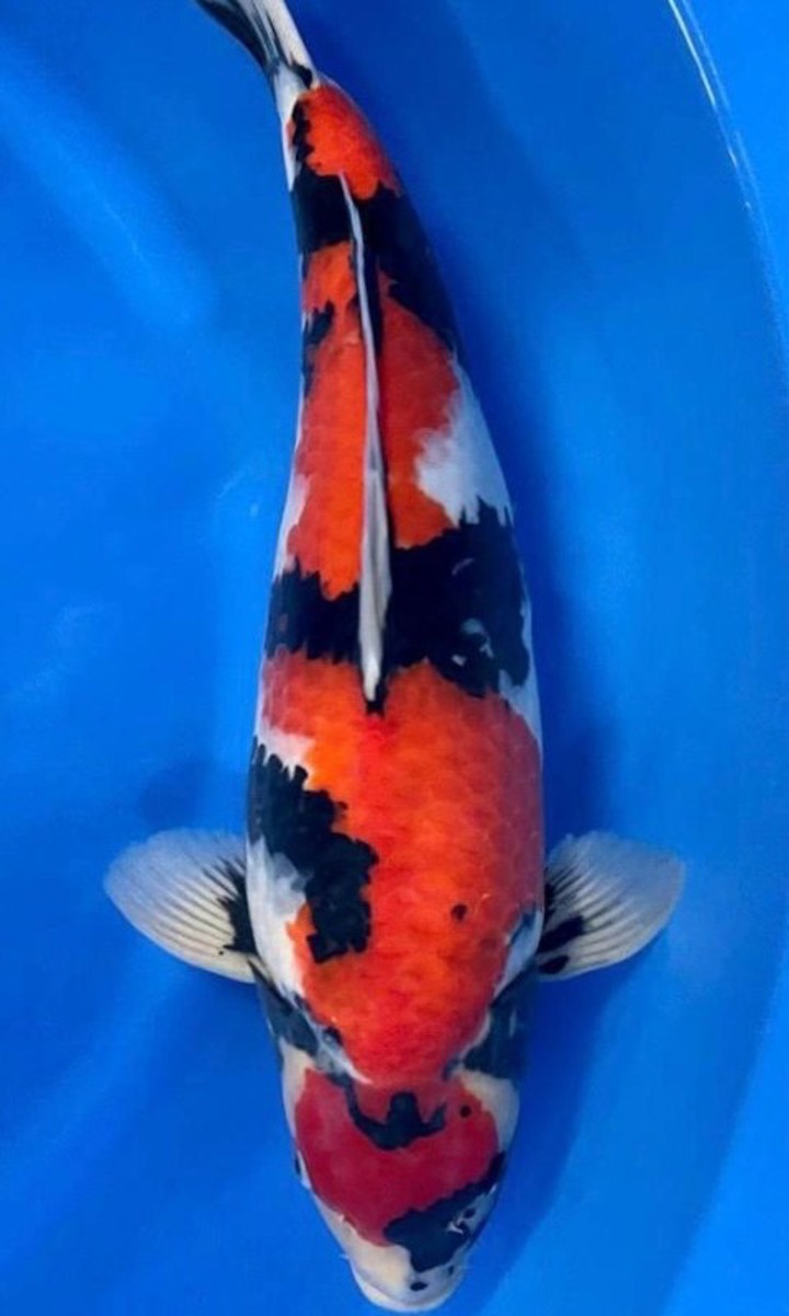 Koi picture