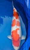 Koi