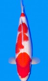 Koi