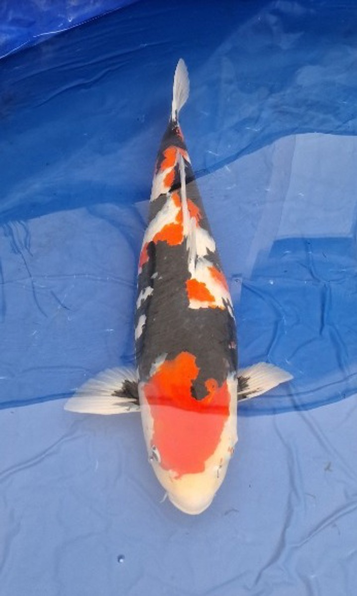 Koi picture