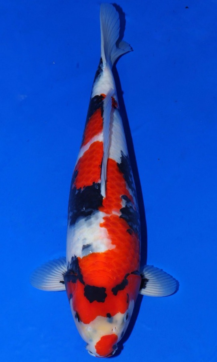 Koi picture