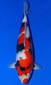 Koi