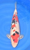 Koi