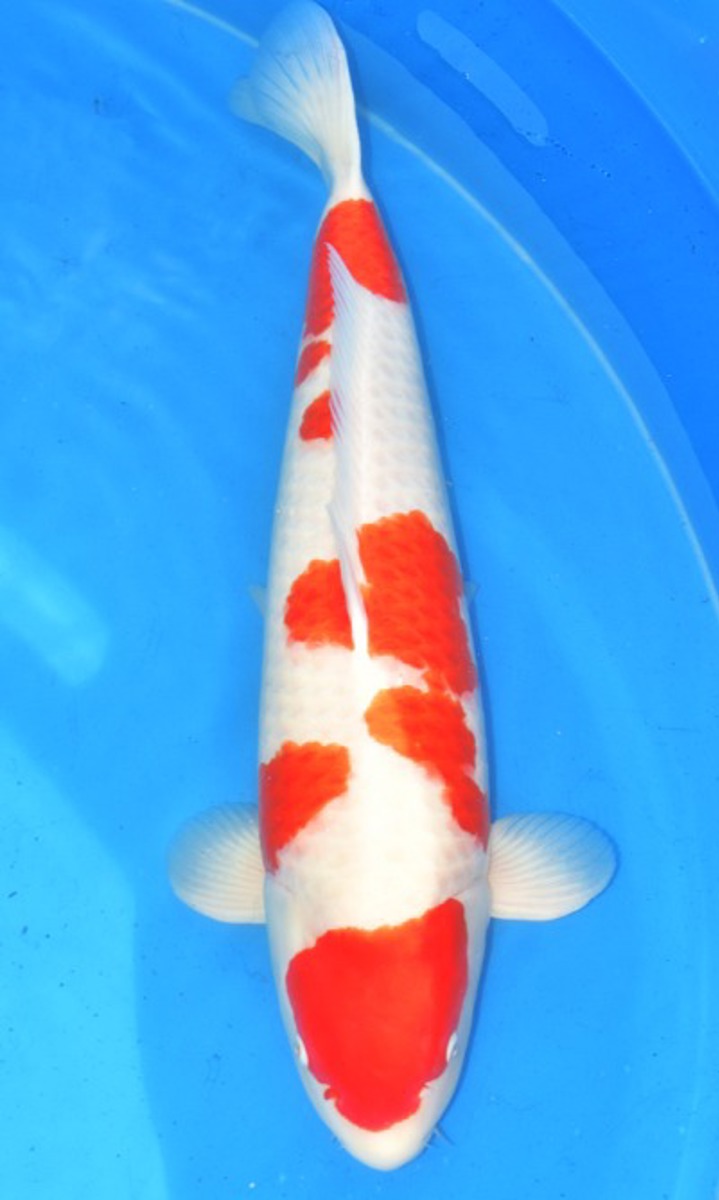 Koi picture