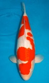 Koi