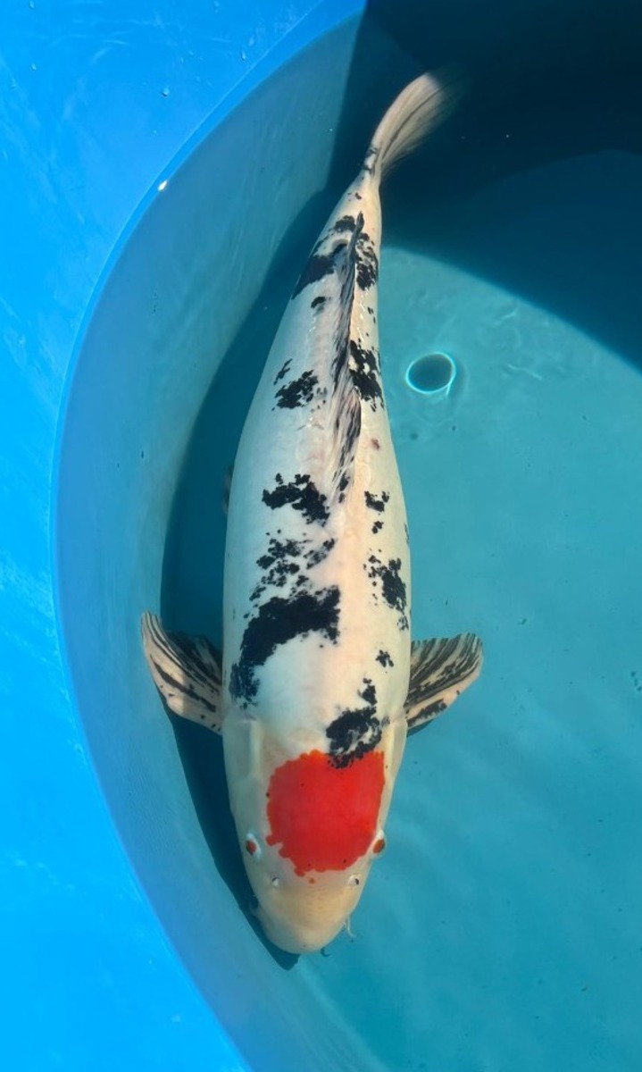 Koi picture