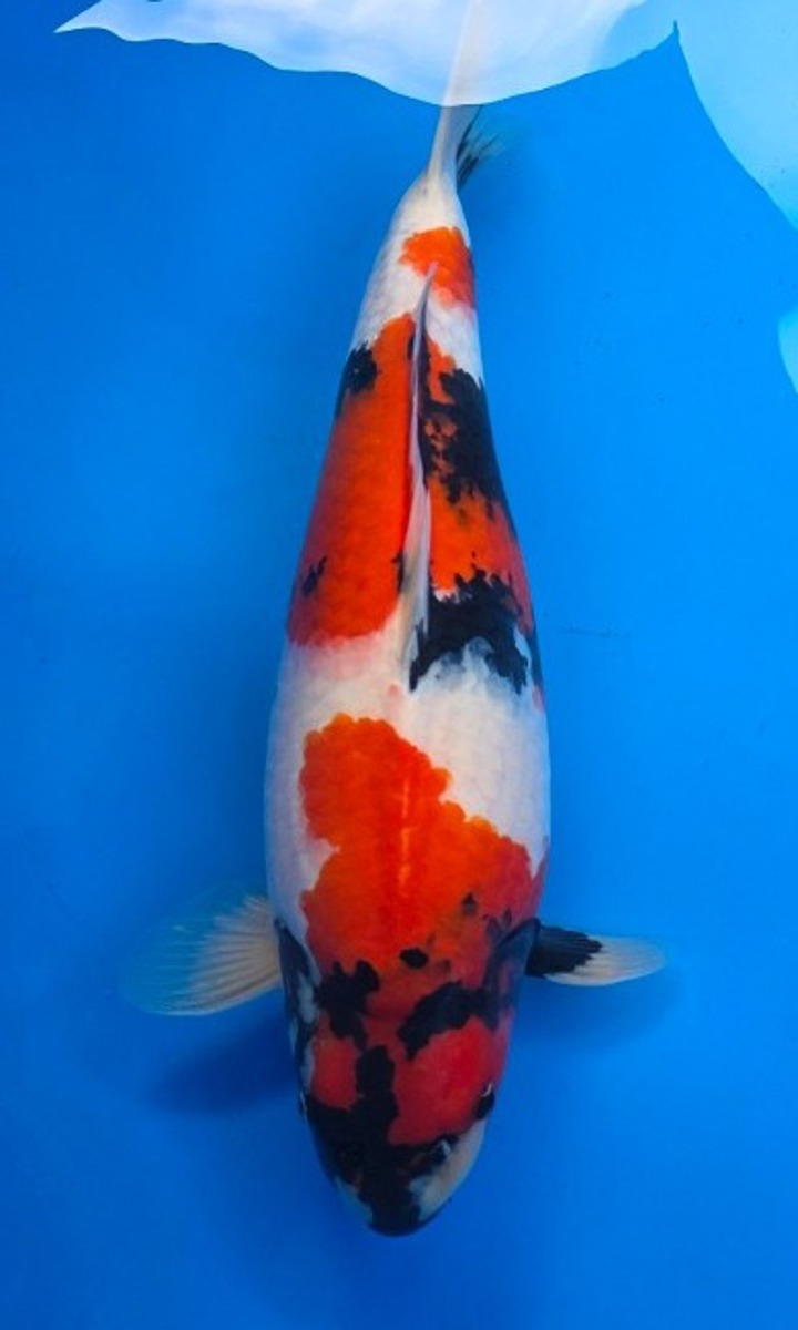 Koi picture