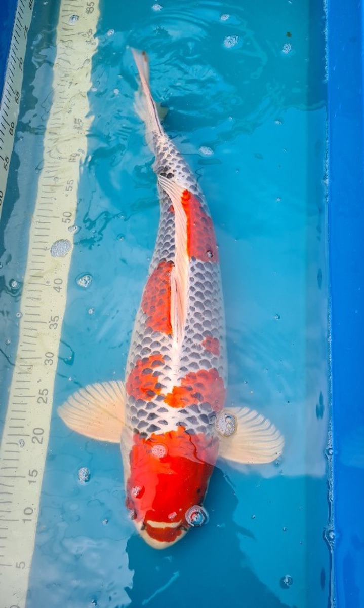 Koi picture