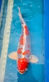 Koi