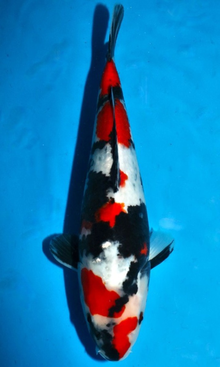 Koi picture