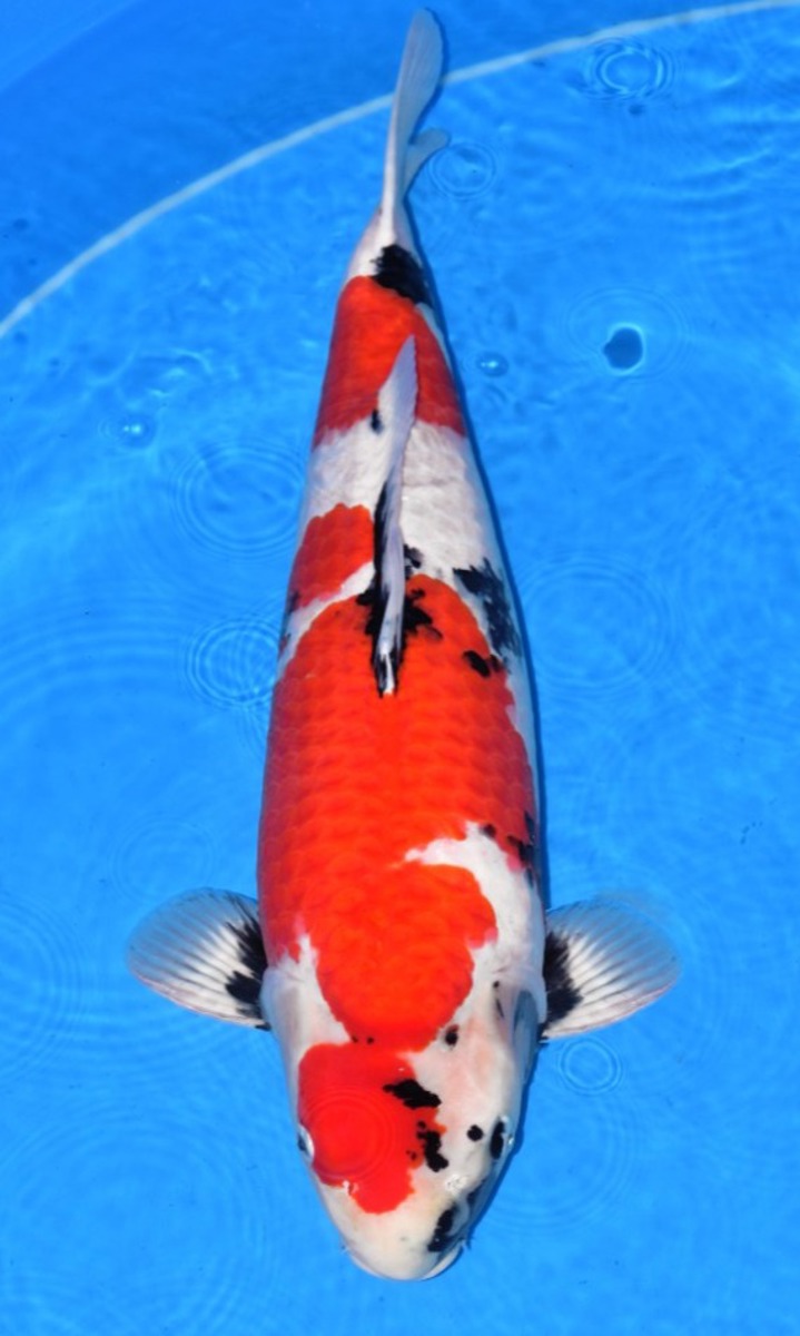 Koi picture