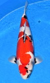 Koi