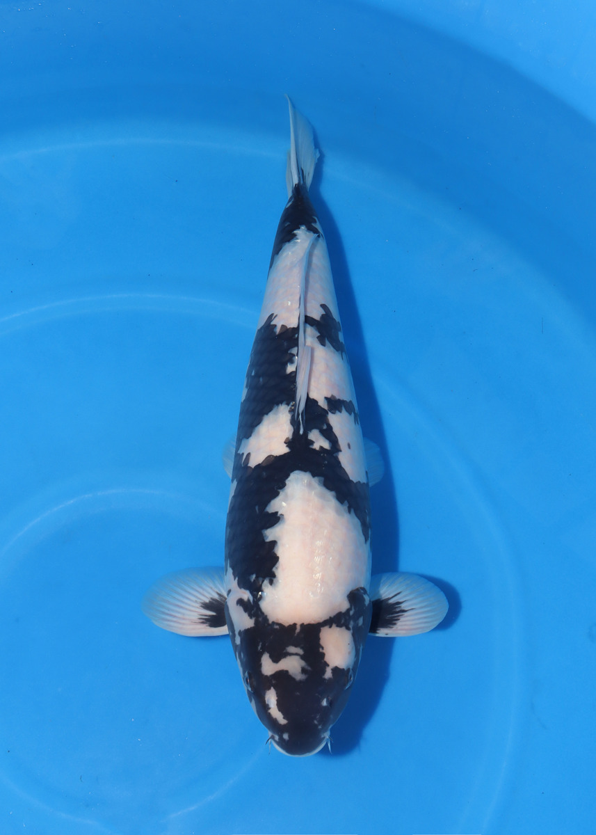 Koi picture