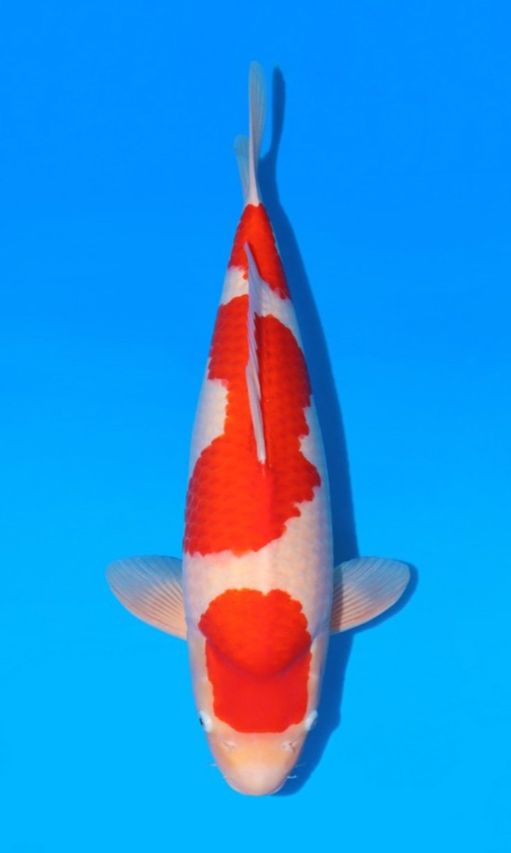 Koi picture