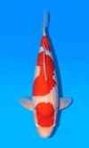 Koi