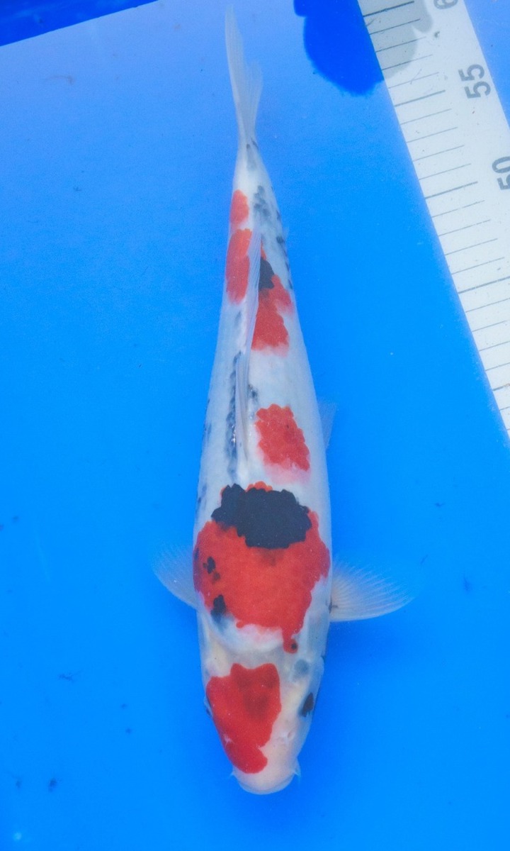 Koi picture