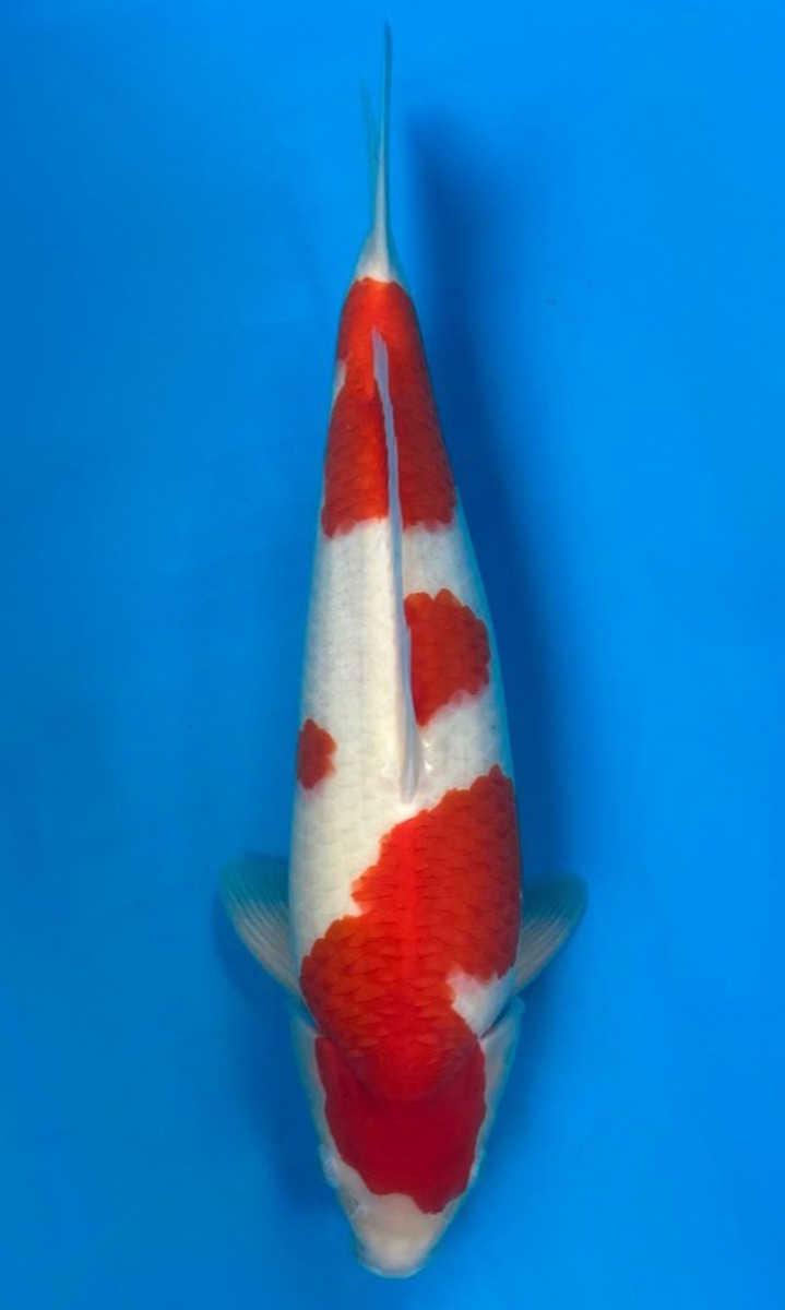 Koi picture